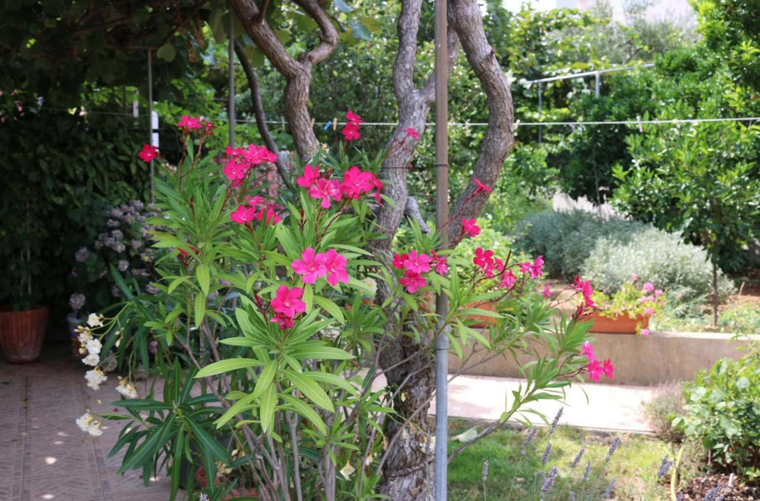 Villa Katarina Losinj Island Mali Lošinj Exteriör bild